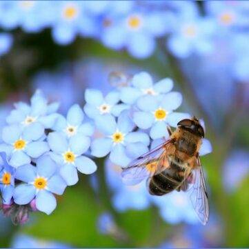 pale blue forget me knots in a memorial garden